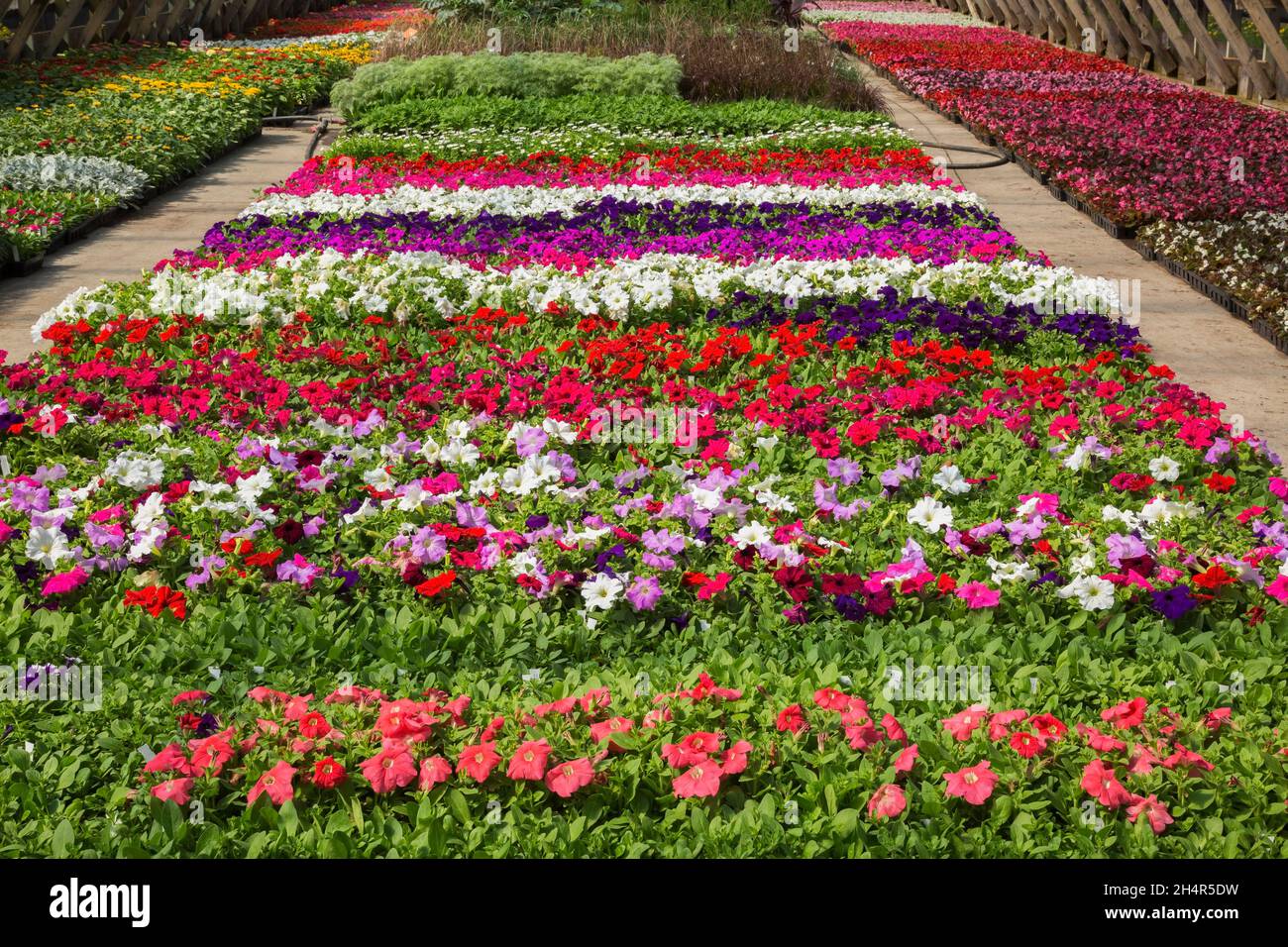 Gemischte bunte Petunia-Blüten, die im Frühjahr in Containern in einem Gewächshaus wachsen. Stockfoto