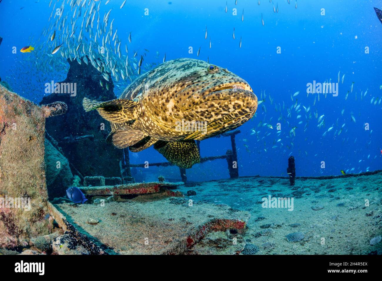Goliath Grouper auf einem Schiffswrack Stockfoto