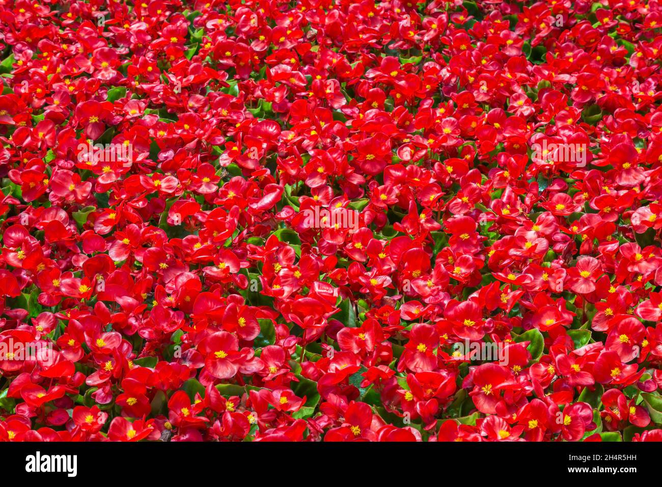 Begonia 'Bada Bing Scarlet' - Zwerg Begonia blüht in Containern in einem Gewächshaus im Frühjahr Stockfoto