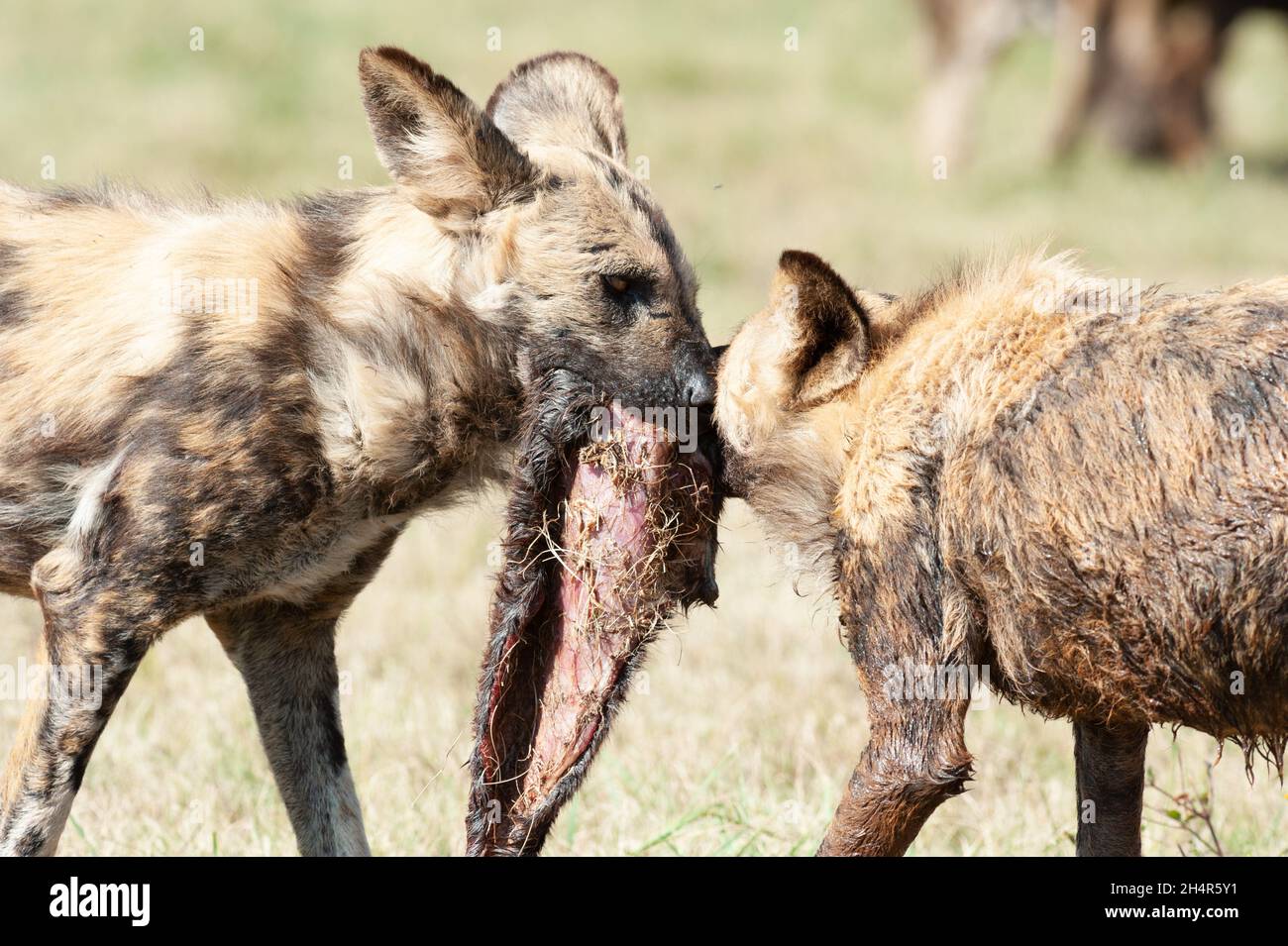 Deux Hyènes se Battent une carcasse Stockfoto