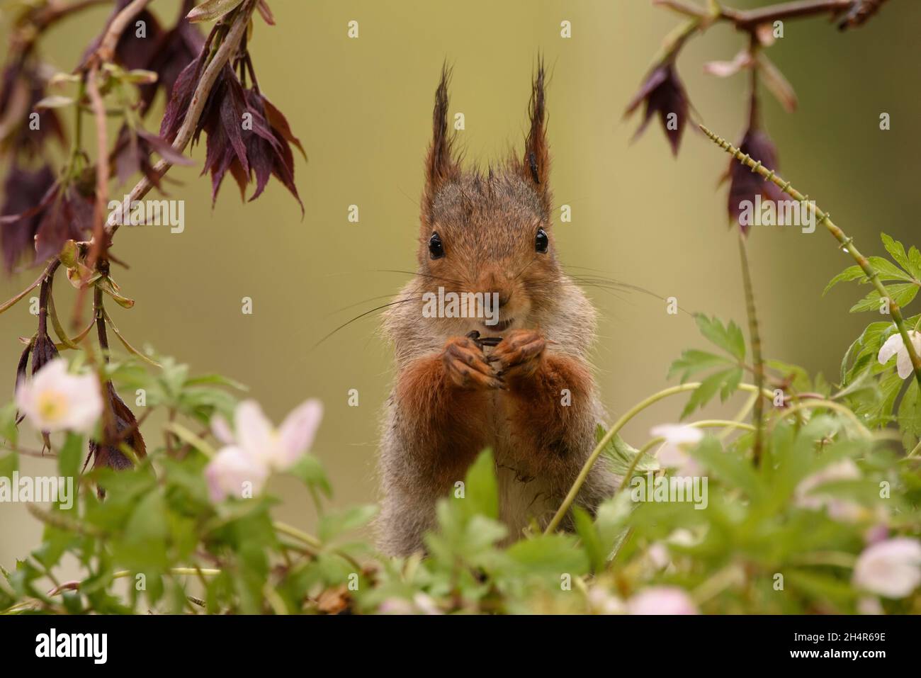 Rotes Eichhörnchen schaut auf den Betrachter, der zwischen Anemonblüten steht Stockfoto