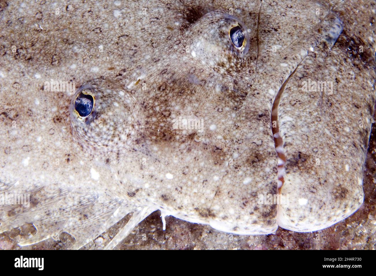 Nahaufnahme einer Flunder im Gray's Reef National Marine Sanctuary Stockfoto