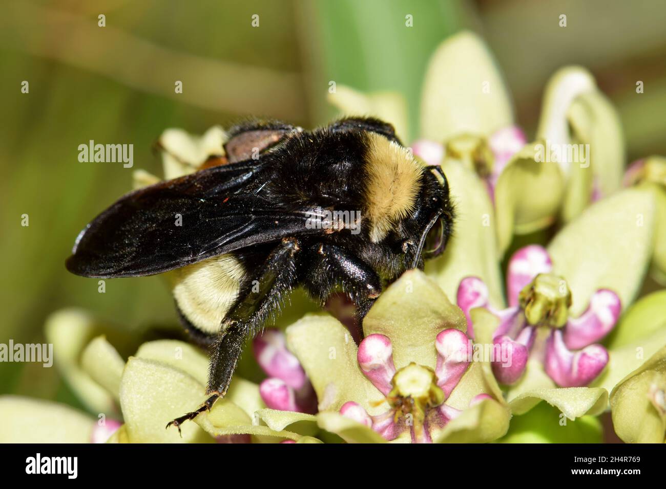 American Bumblebee (Bombus pensylvanicus) bestäubt Asclepias Viridis Milkweed in Houston, TX. Diese Bienen gelten als bedrohte Spezies. Stockfoto