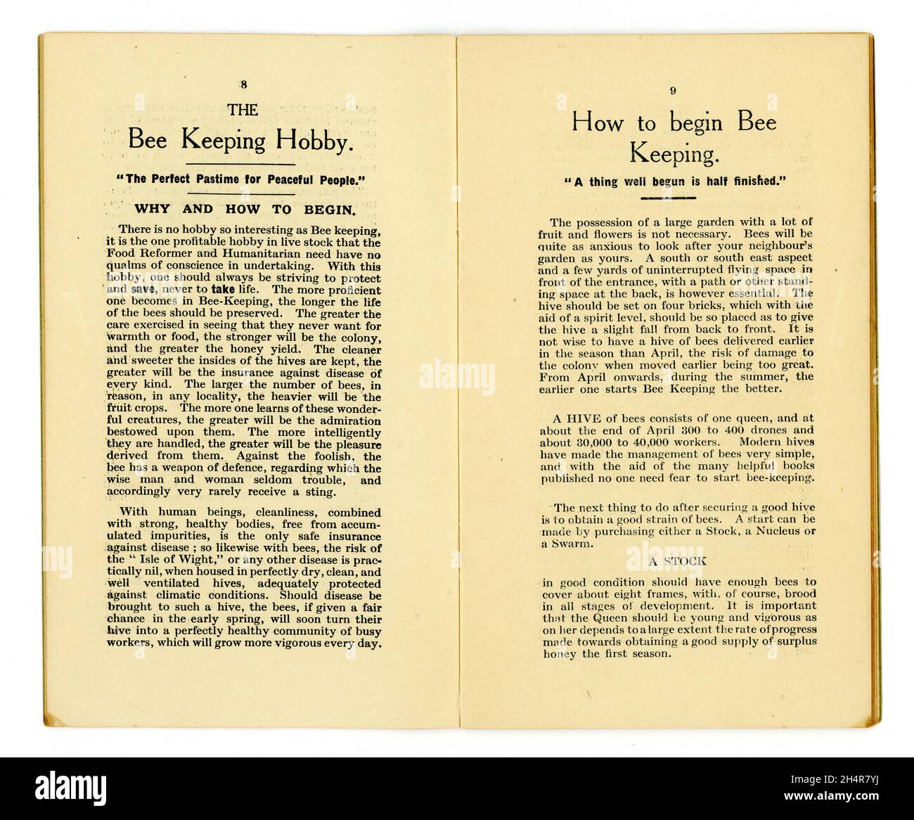 Innenseiten - Bienenhaltung Hobby, wie Bienen zu halten - Gesundheit aus der Lebensmittelbibliothek Nr. 12, - dieser in der Serie Honey and the Bee, von dem berühmten Essensgesundheitsautor der Zeit und Besitzer des ersten Reformhauses - James Henry Cook. Veröffentlicht In Birmingham,1927 Stockfoto