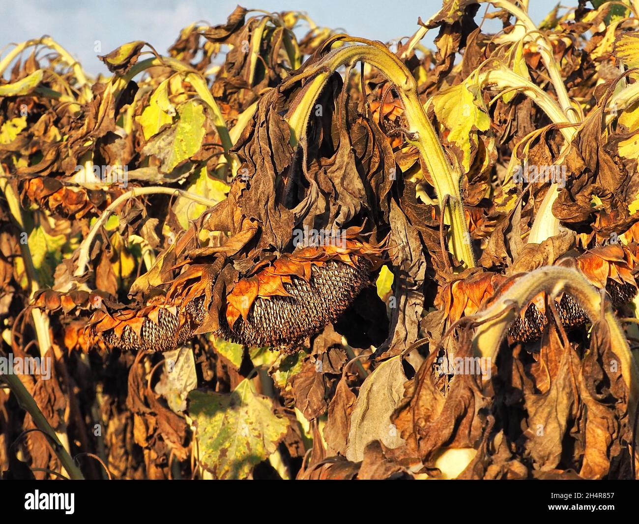 Sonnenblumen mit trockenen Blättern und reifen Samen. Stockfoto