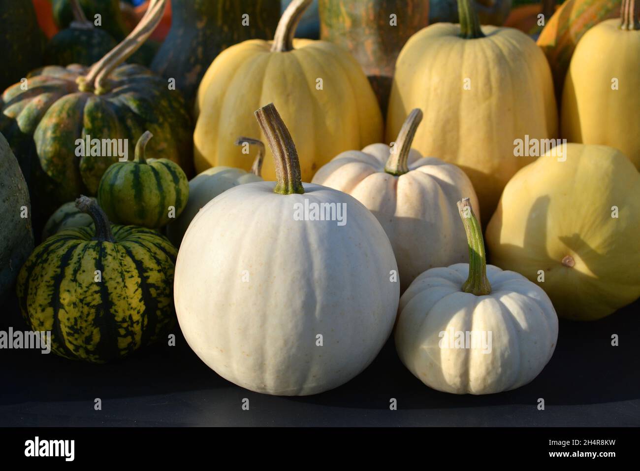 Weiße Kürbisse Ernte, Baby boo, Snowball und Sweet Knödel Sorten Sammlung. Stockfoto