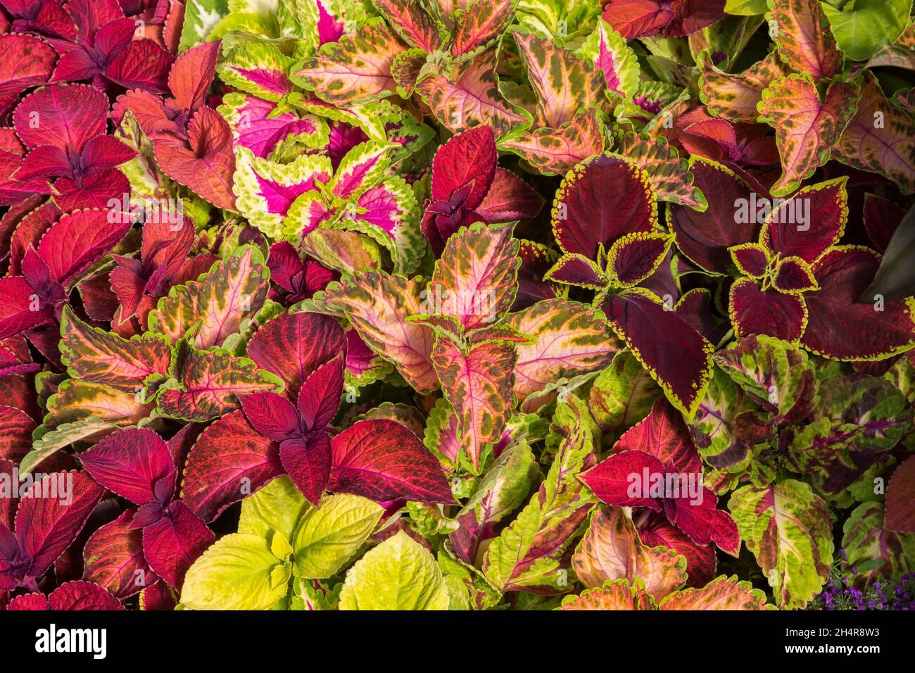 Solenostemon 'Wizard Velvet' und 'Wizard Golden' - Coleus Blätter Stockfoto