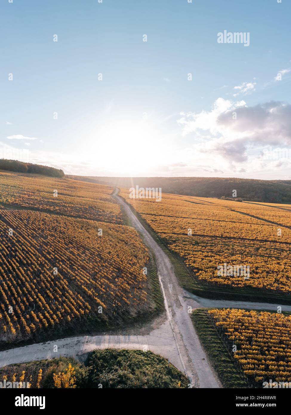 Weinstraße, Landstraße und Chablis Weinberge. Burgund, Frankreich Stockfoto
