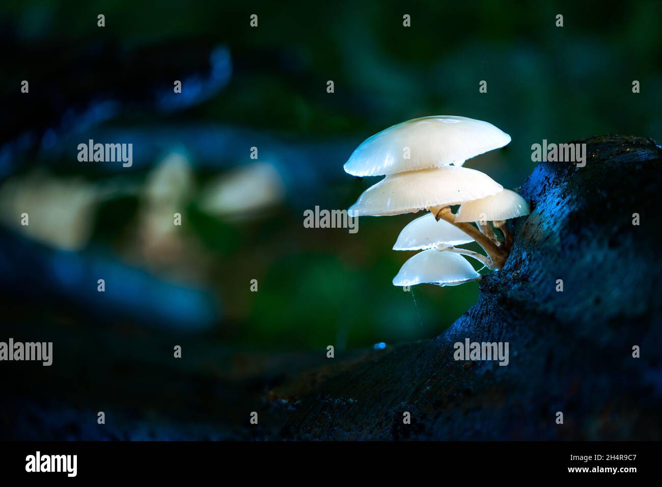 Porzellan oder pochierter Eierpilz, Oudemansiella mucida, wächst aus einer toten Buche Stockfoto