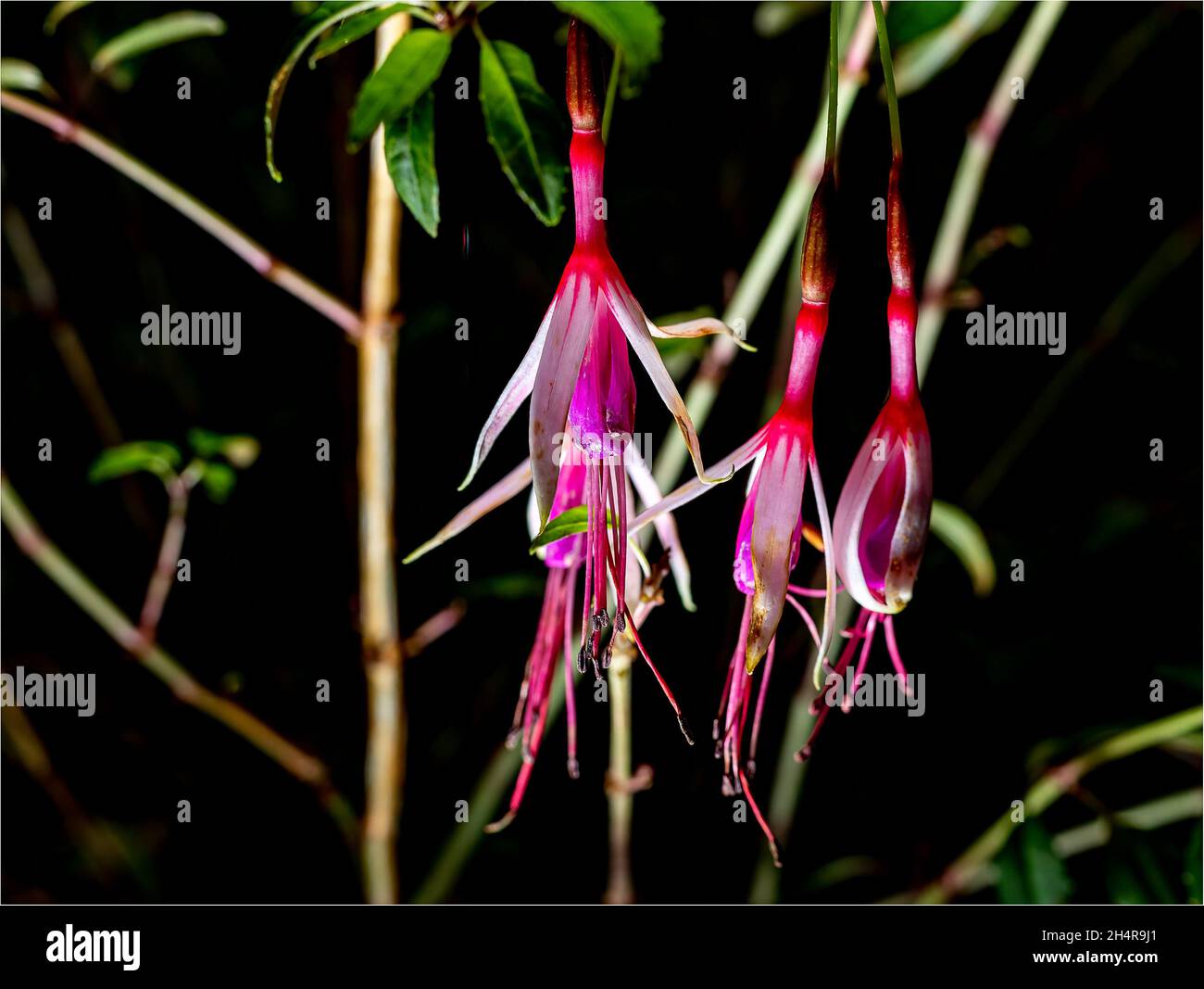 Nahaufnahme von Fuchsia, der Gattung der blühenden Pflanzen, die meist aus Sträuchern oder kleinen Bäumen besteht. Stockfoto