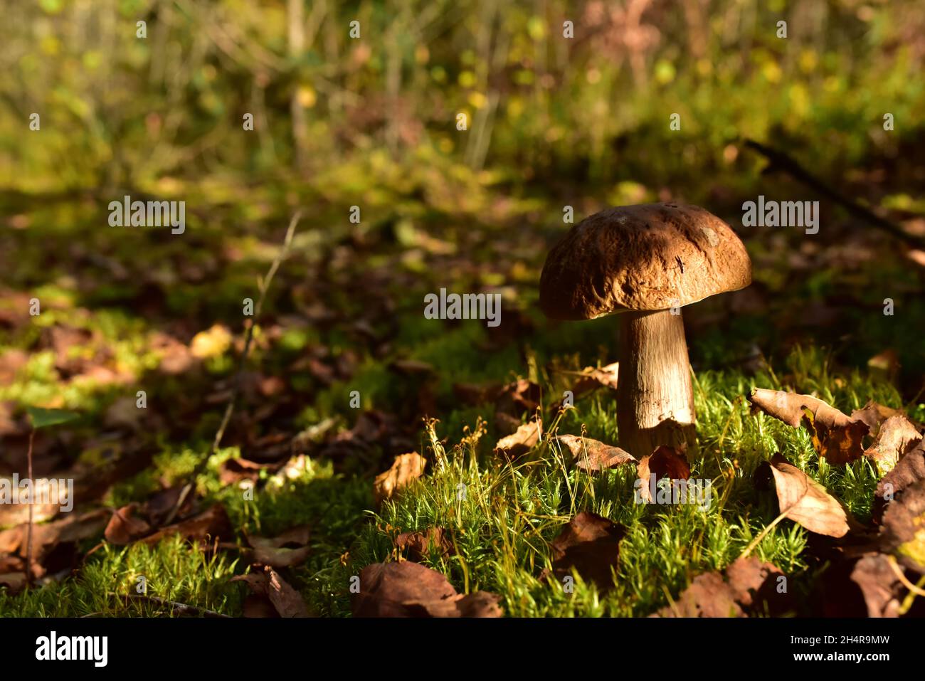 King Pine Bolete im Moos am Wald. Weißes Pilzmyzel in der Tierwelt. Essbare große Steinpilze im Wald. Einzelner Bolete-Pilz. Porc Stockfoto