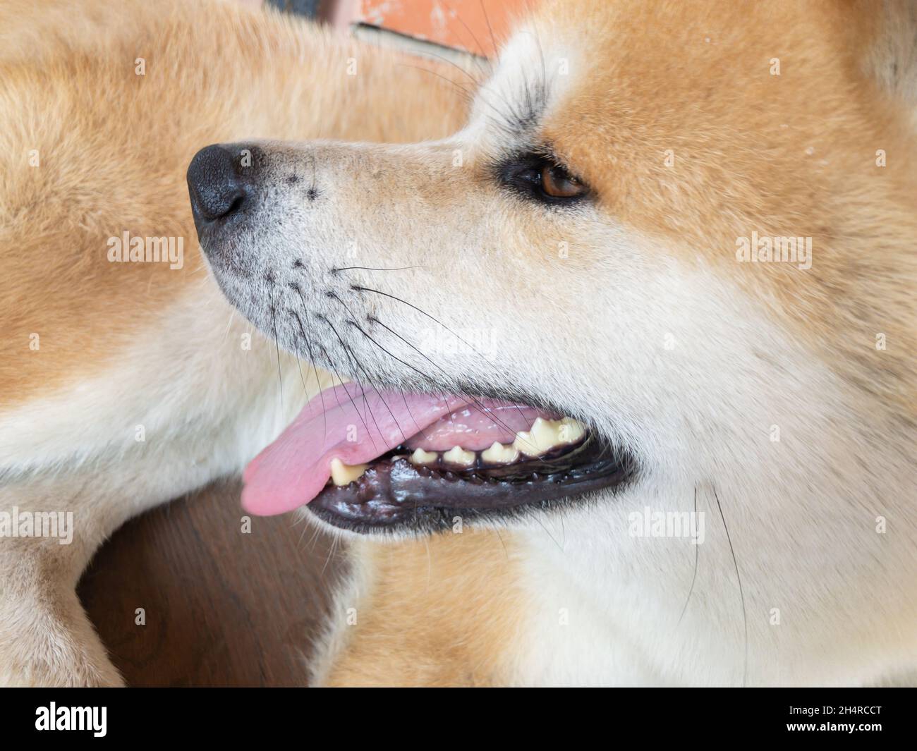 Nahaufnahme des lächelnden jungen Akita-Inu-Hundes, der auf einem gefliesten Boden liegt Stockfoto