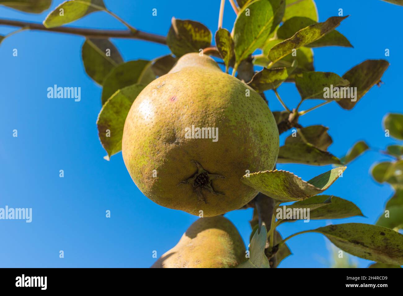 Blick von unten auf reife Bio-Birne, die an einem Baum am blauen Himmel im herbstlichen Obstgarten hängt Stockfoto