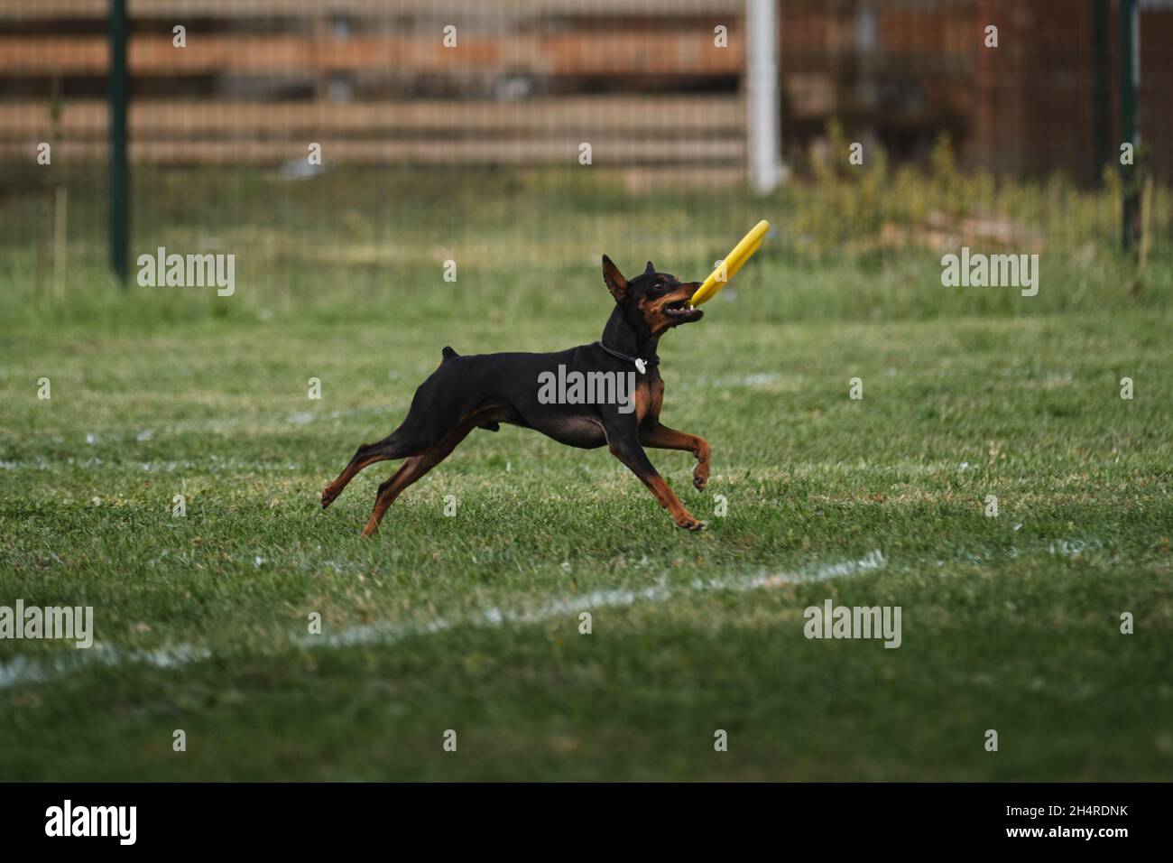 Wettkämpfe und Sport mit Hund an der frischen Luft auf dem grünen Feld im Park. Miniatur deutscher Pinscher von schwarz und braun Farbe läuft schnell und greift Kunststoff Stockfoto