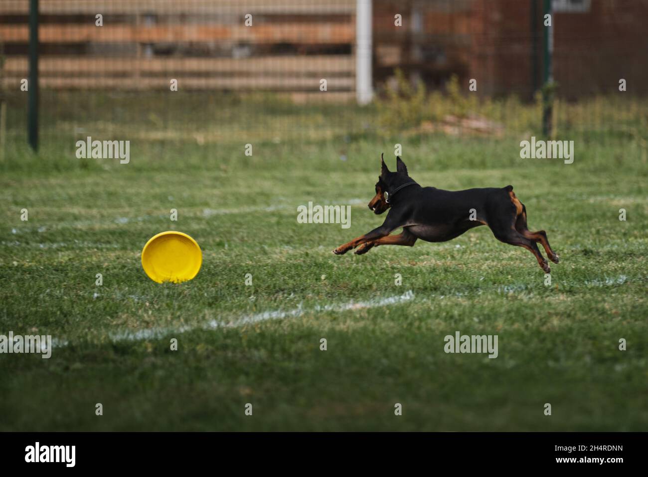 Wettkämpfe und Sport mit Hund an der frischen Luft auf dem grünen Feld im Park. Miniatur deutscher Pinscher von schwarz und braun Farbe läuft schnell und versucht, Ye zu fangen Stockfoto