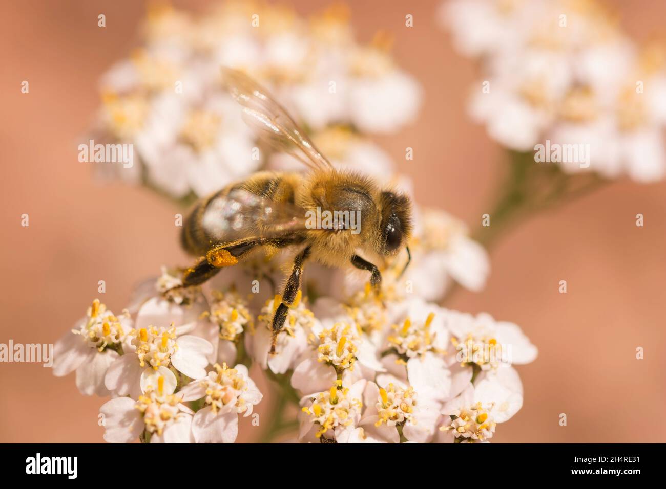 Biene auf Blüten mit Nektar Stockfoto