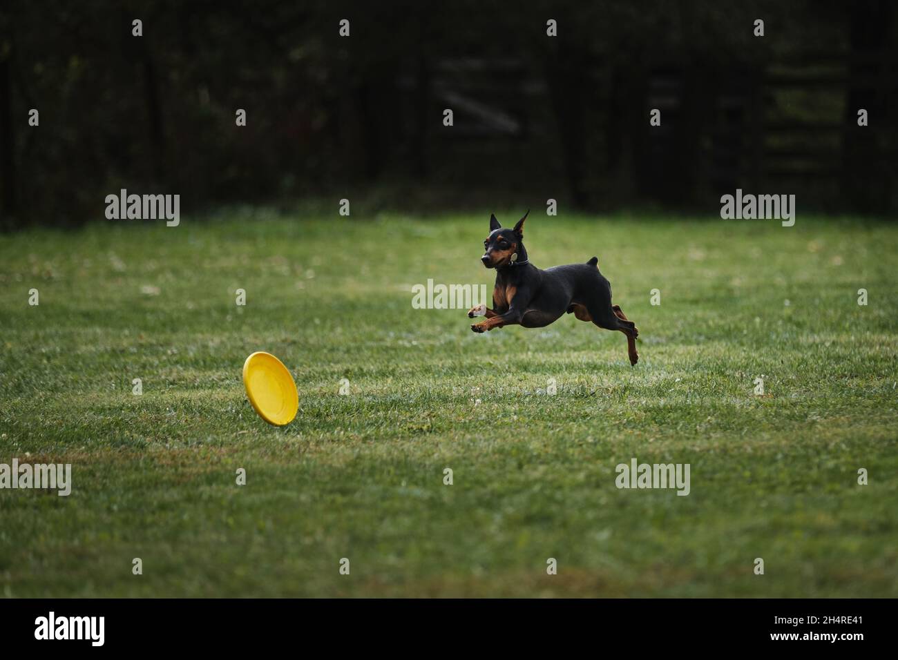 Wettkämpfe und Sport mit Hund an der frischen Luft auf dem grünen Feld im Park. Miniatur deutscher Pinscher von schwarz und braun Farbe läuft schnell und versucht, Ye zu fangen Stockfoto