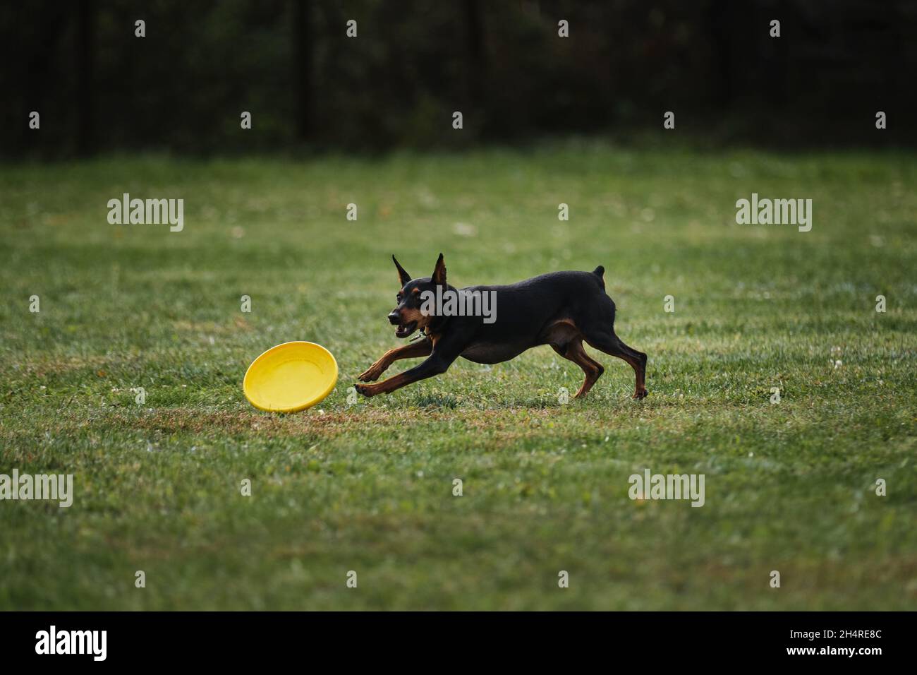 Wettkämpfe und Sport mit Hund an der frischen Luft auf dem grünen Feld im Park. Miniatur-deutscher Pinscher von schwarzer und brauner Farbe läuft schnell und versucht zu fangen Stockfoto