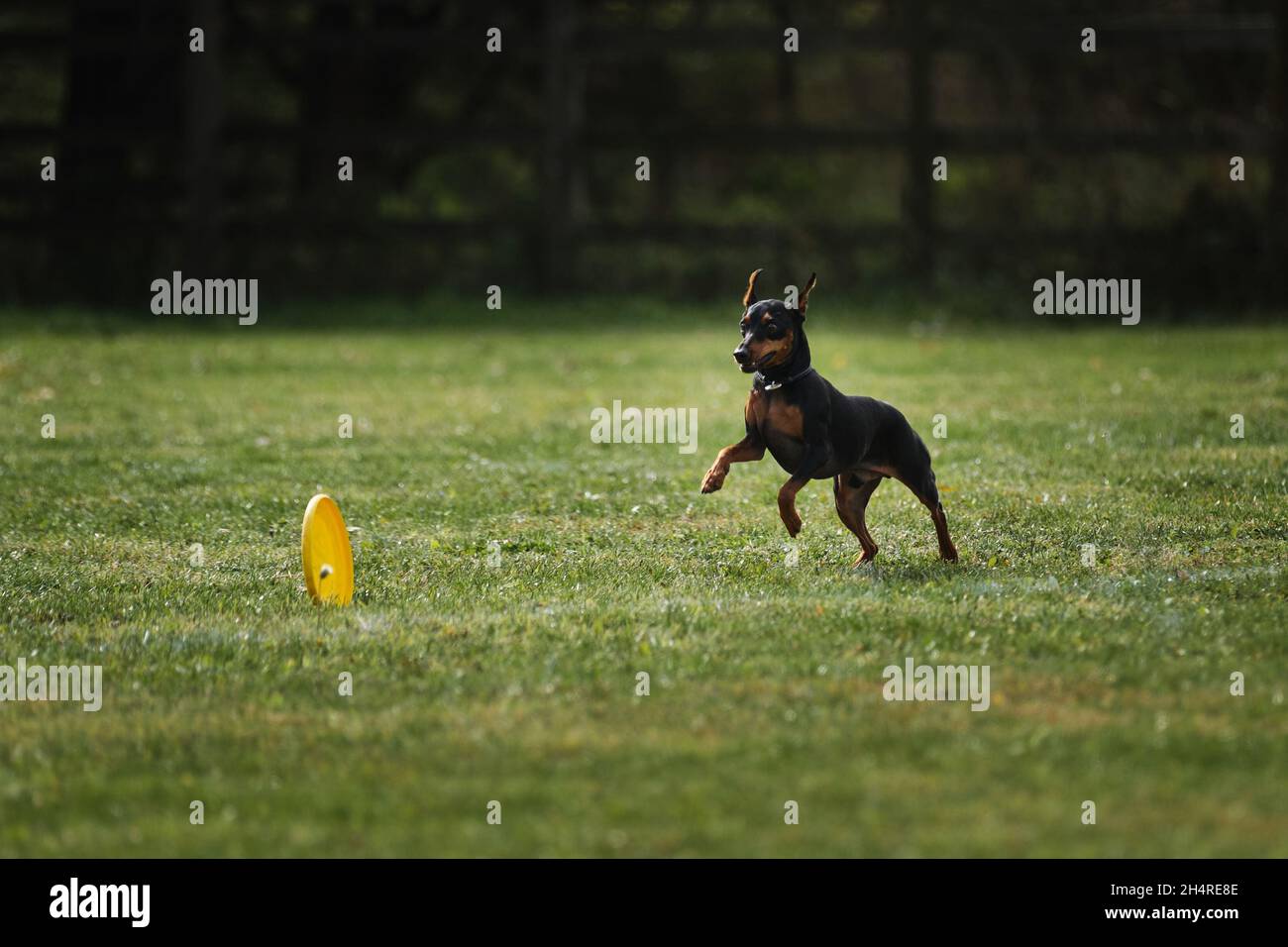 Wettkämpfe und Sport mit Hund an der frischen Luft auf dem grünen Feld im Park. Miniatur deutscher Pinscher von schwarz und braun Farbe läuft schnell und versucht, Ye zu fangen Stockfoto