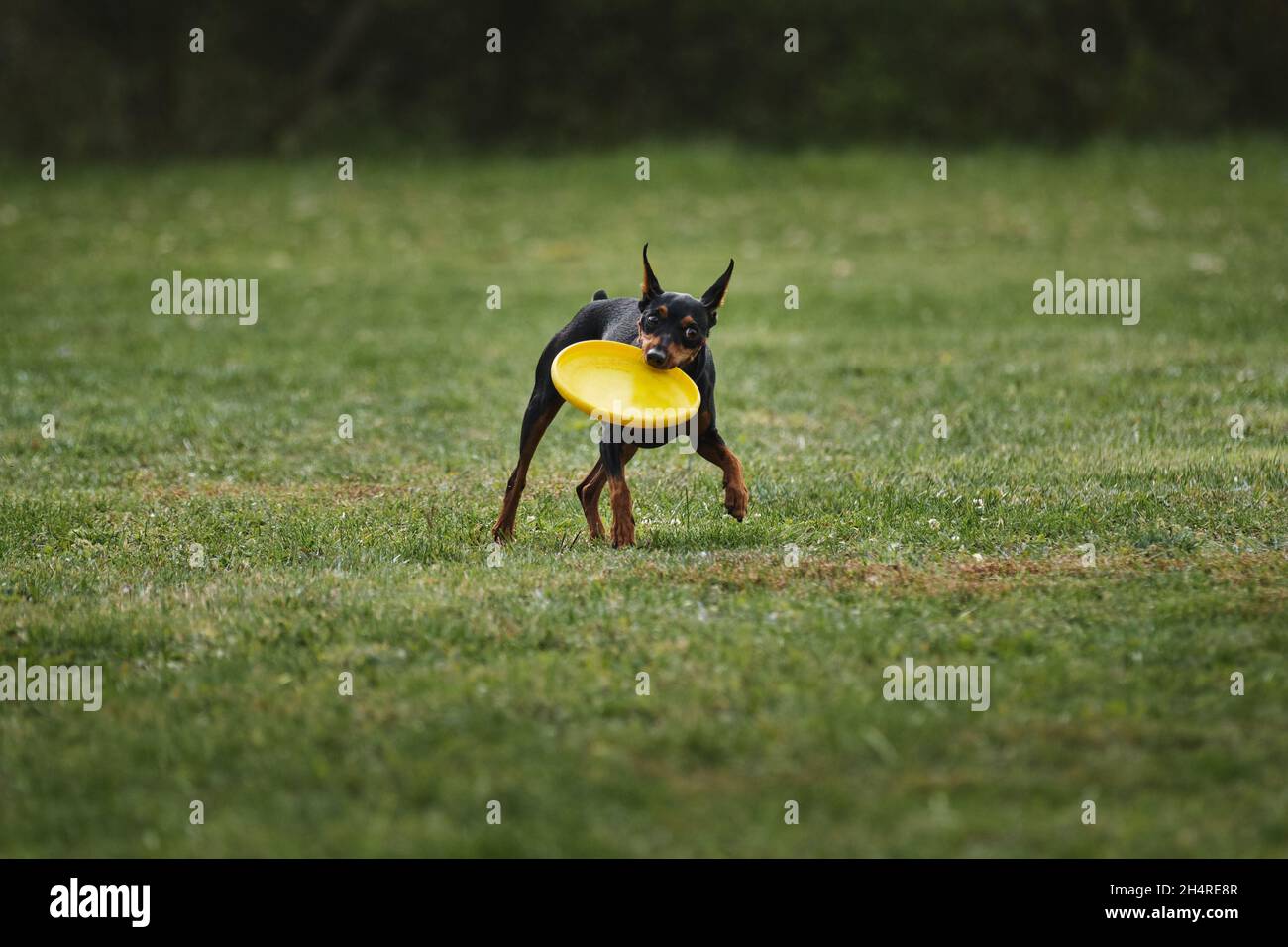 Wettkämpfe und Sport mit Hund an der frischen Luft auf dem grünen Feld im Park. Miniatur deutscher Pinscher von schwarz und braun Farbe läuft schnell und greift Kunststoff Stockfoto