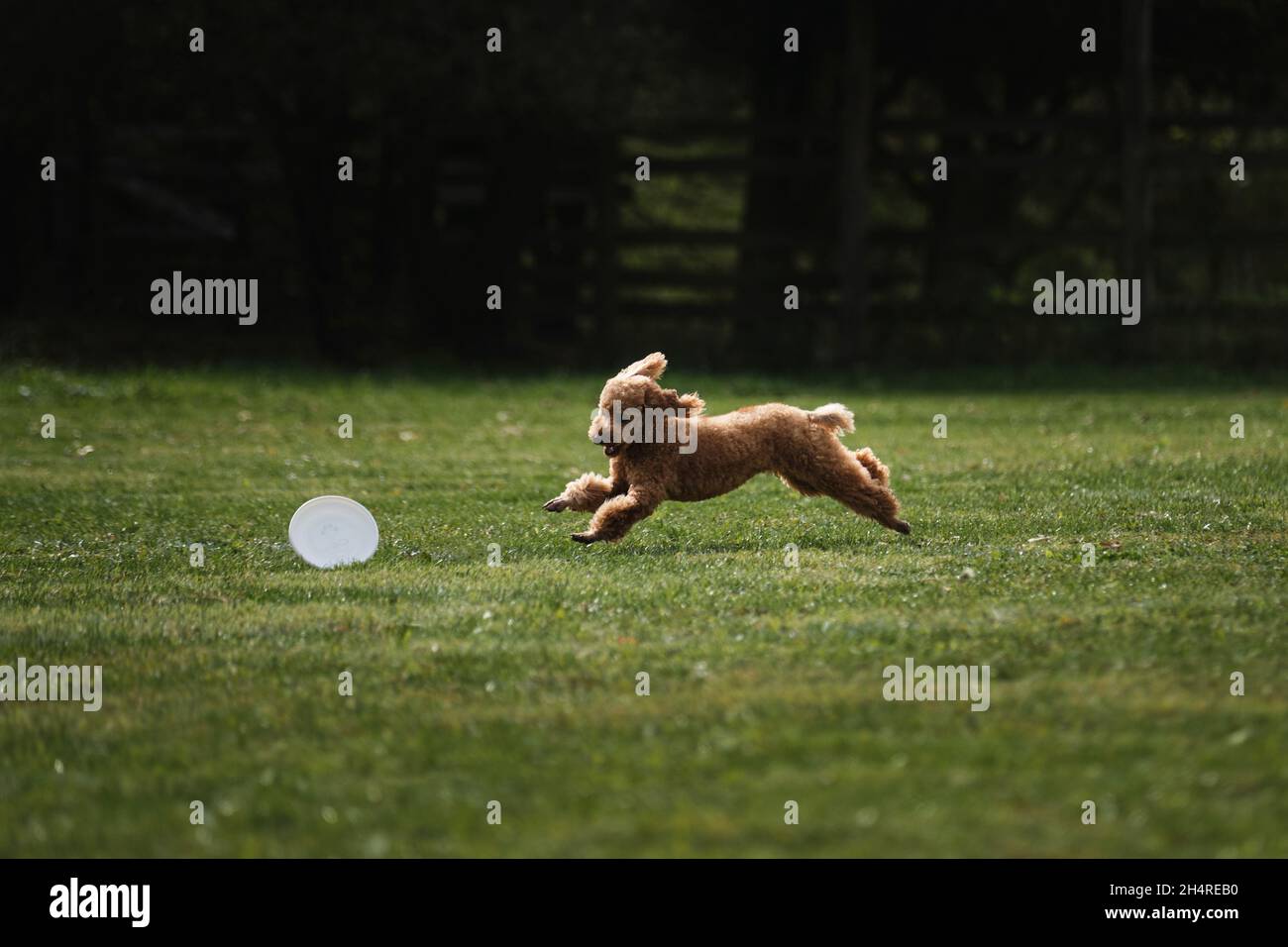 Wettkämpfe und Sport mit Hund an der frischen Luft auf dem grünen Feld im Park. Miniatur-Spielzeug Pudel von roten Pfirsich Farbe läuft schnell und versucht, weiße Plast zu fangen Stockfoto