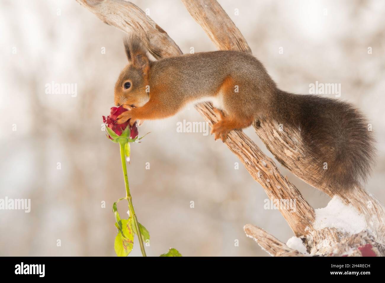 Nahaufnahme von roten Eichhörnchen auf Baumstamm mit Schnee und rose Stockfoto