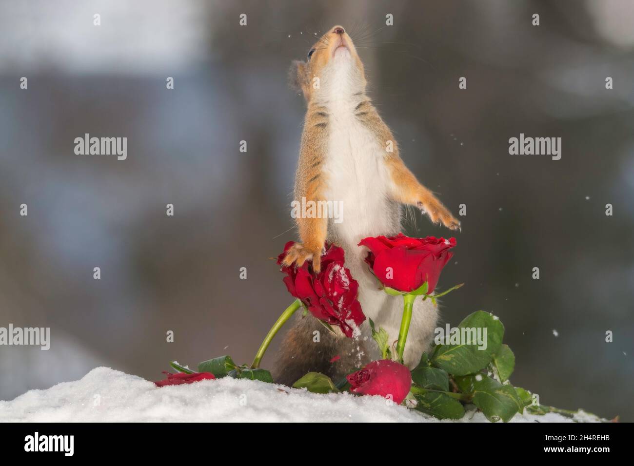 Nahaufnahme von roten Eichhörnchen mit Schnee und rose Stockfoto