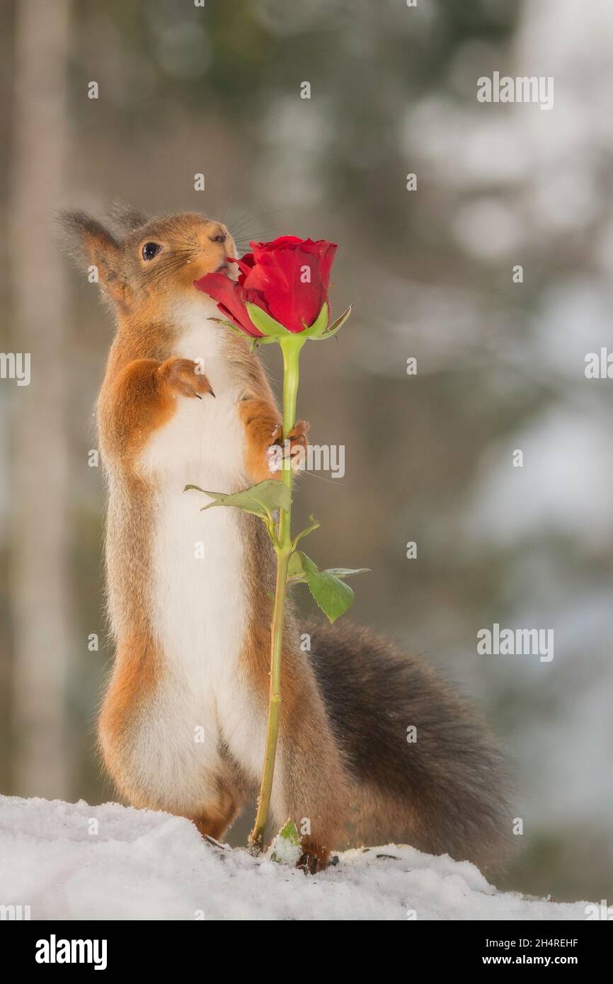 Nahaufnahme von roten Eichhörnchen mit Schnee und rose Stockfoto