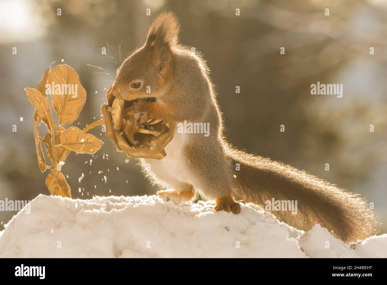 Nahaufnahme von roten Eichhörnchen im Schnee mit Blume Stockfoto