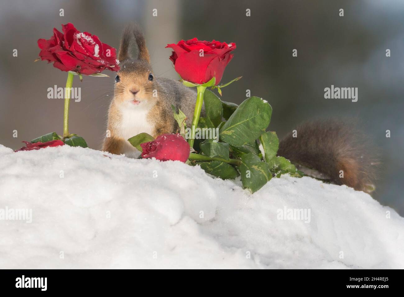 Nahaufnahme von roten Eichhörnchen mit Schnee und Rosen Stockfoto