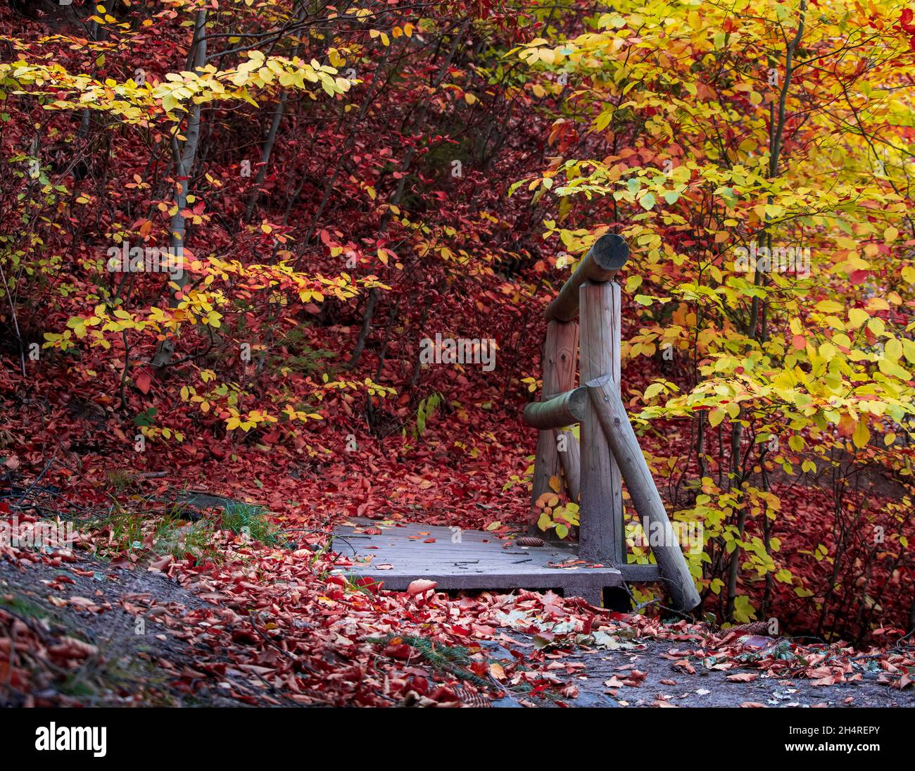 Alte Holzbrücke in farbenfroher Herbstwaldszene Stockfoto