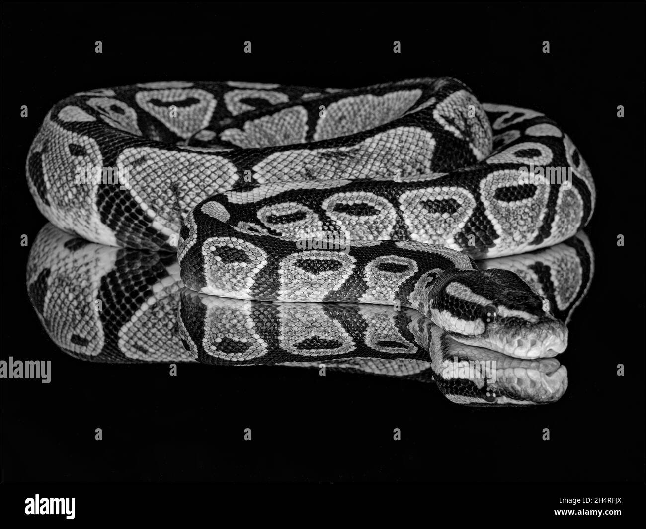 Graustufen Nahaufnahme einer Kugelpython. Python regius, auch Royal Python genannt. Stockfoto