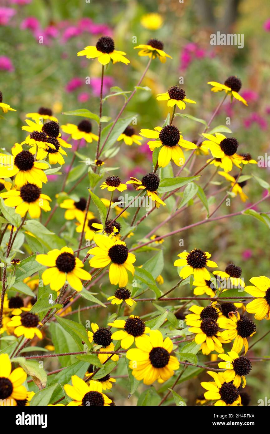 Rudbeckia triloba 'Blackjack Gold', goldene Blüten mit schwarzen Zapfen in einem Hüttengarten. VEREINIGTES KÖNIGREICH Stockfoto