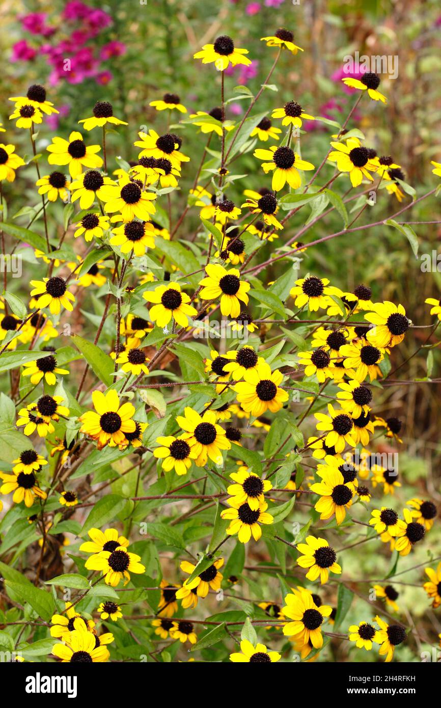 Rudbeckia triloba 'Blackjack Gold', goldene Blüten mit schwarzen Zapfen in einem Hüttengarten. VEREINIGTES KÖNIGREICH Stockfoto