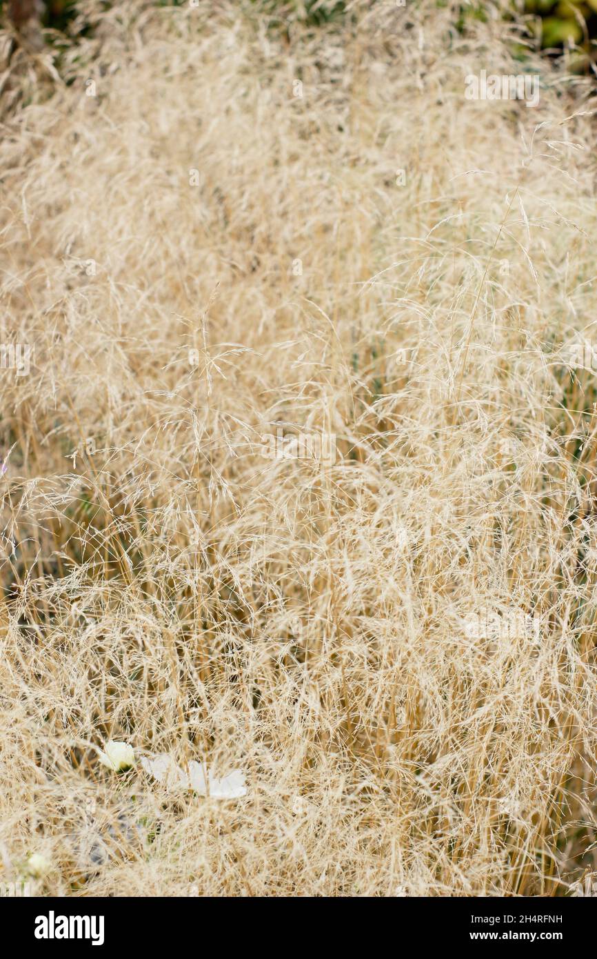 Deschampsia cespitosa Golden Veil. Getuftete Haargras 'Goldschleier' im Herbst. VEREINIGTES KÖNIGREICH Stockfoto