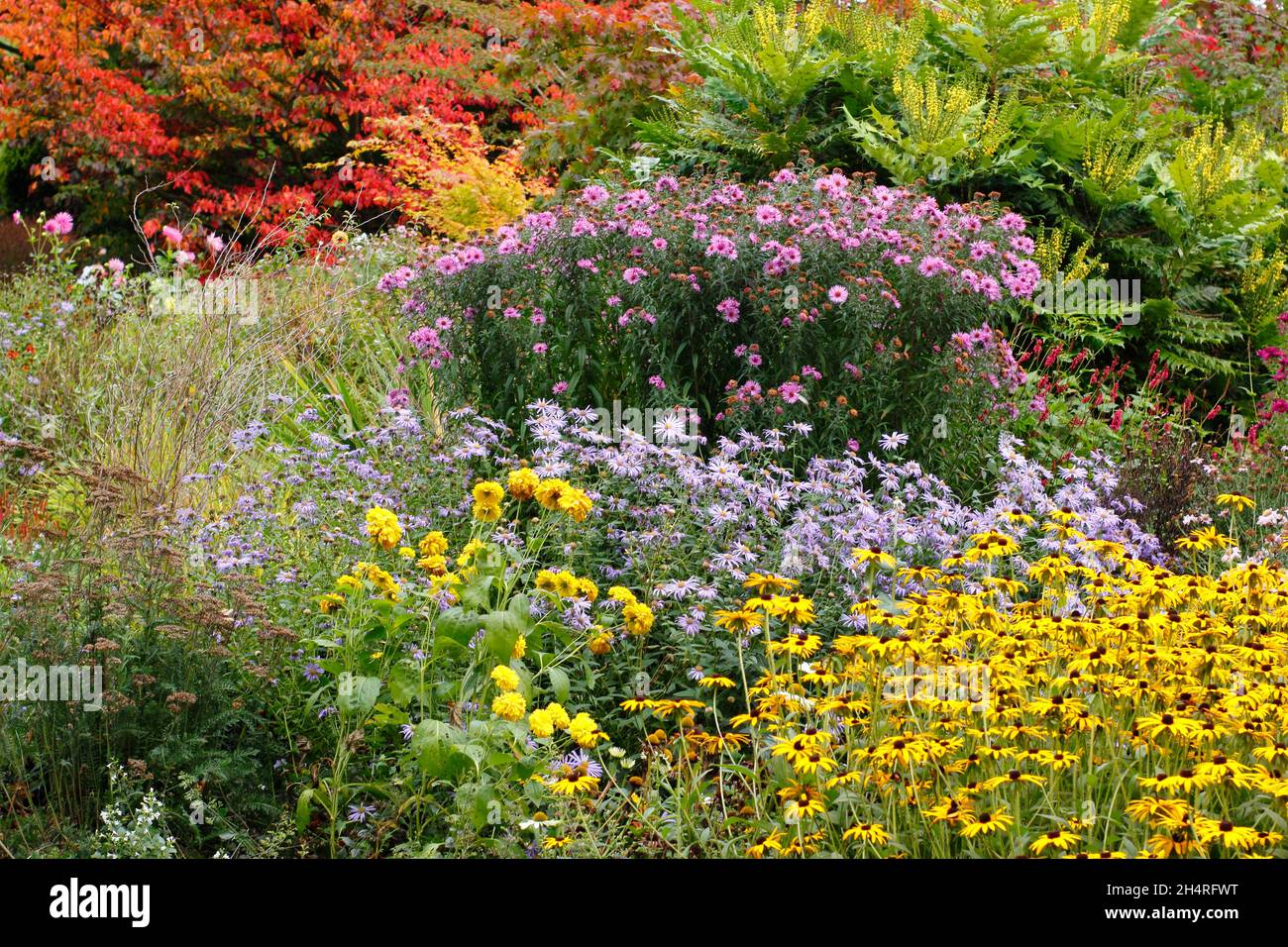 Astern und Rudbeckien im Herbstgarten. Von vorne nach hinten: Rudbeckia 'Goldsturm', Aster 'Monch', Aster 'Harington's Pink', Mahonia 'Wintersonne'. VEREINIGTES KÖNIGREICH Stockfoto