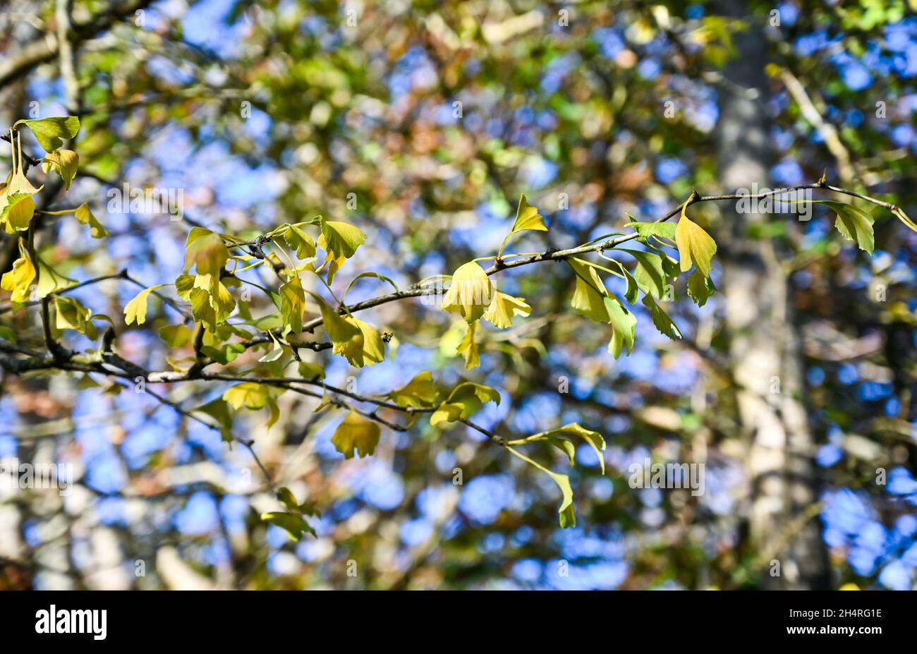 Gingko Baum im Obstgarten von Highdown Chalk Gardens Worthing West Sussex Stockfoto