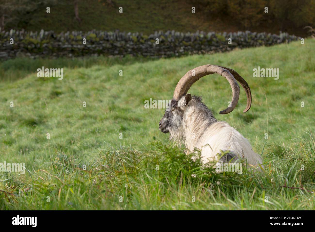 Seitenansicht einer wilden, männlichen, walisischen Bergziege, die draußen isoliert ist und im langen Gras sitzt und seine langen Hörner zeigt. Stockfoto