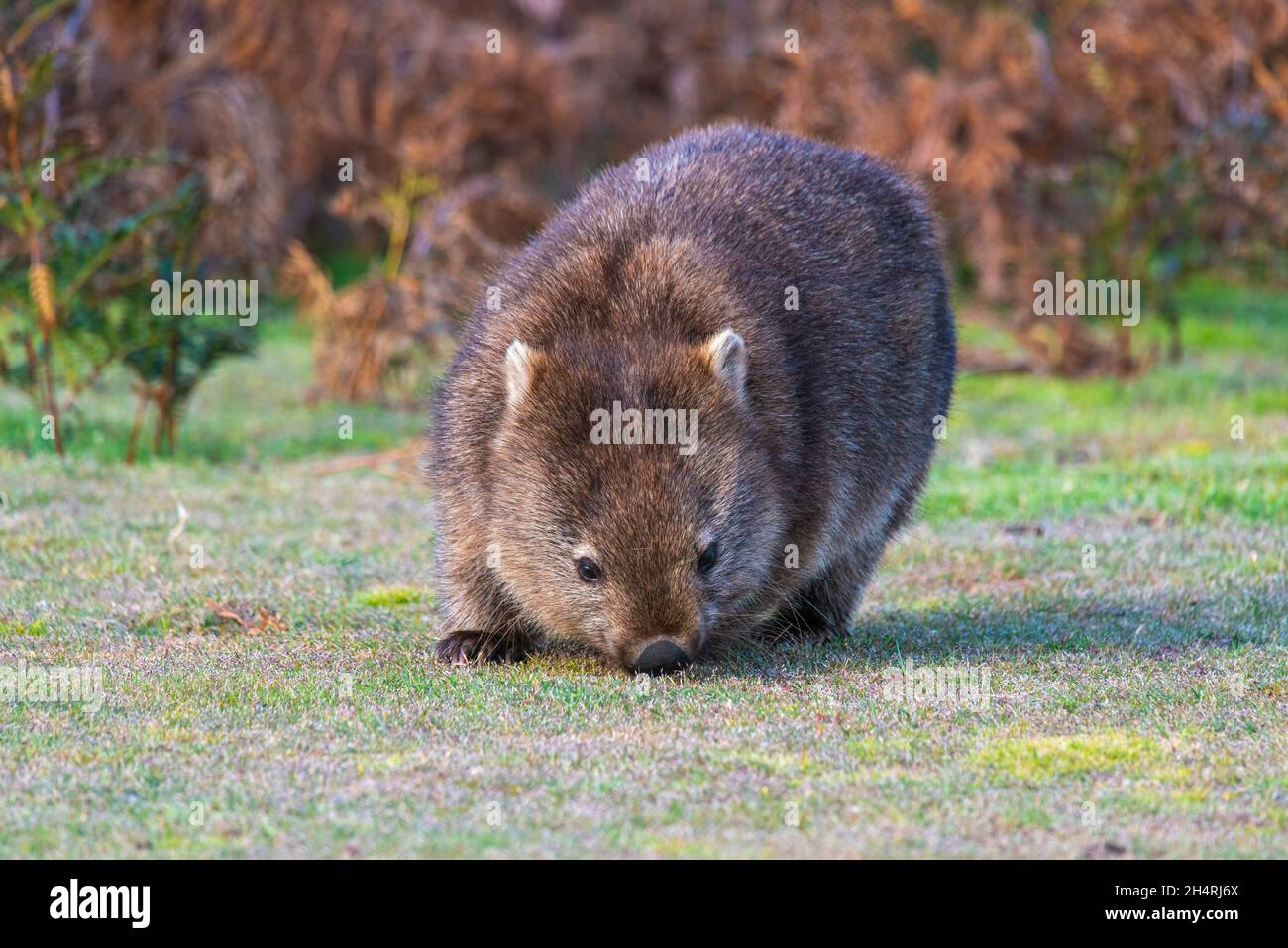 Wombat, Tasmanien, Australien. Stockfoto