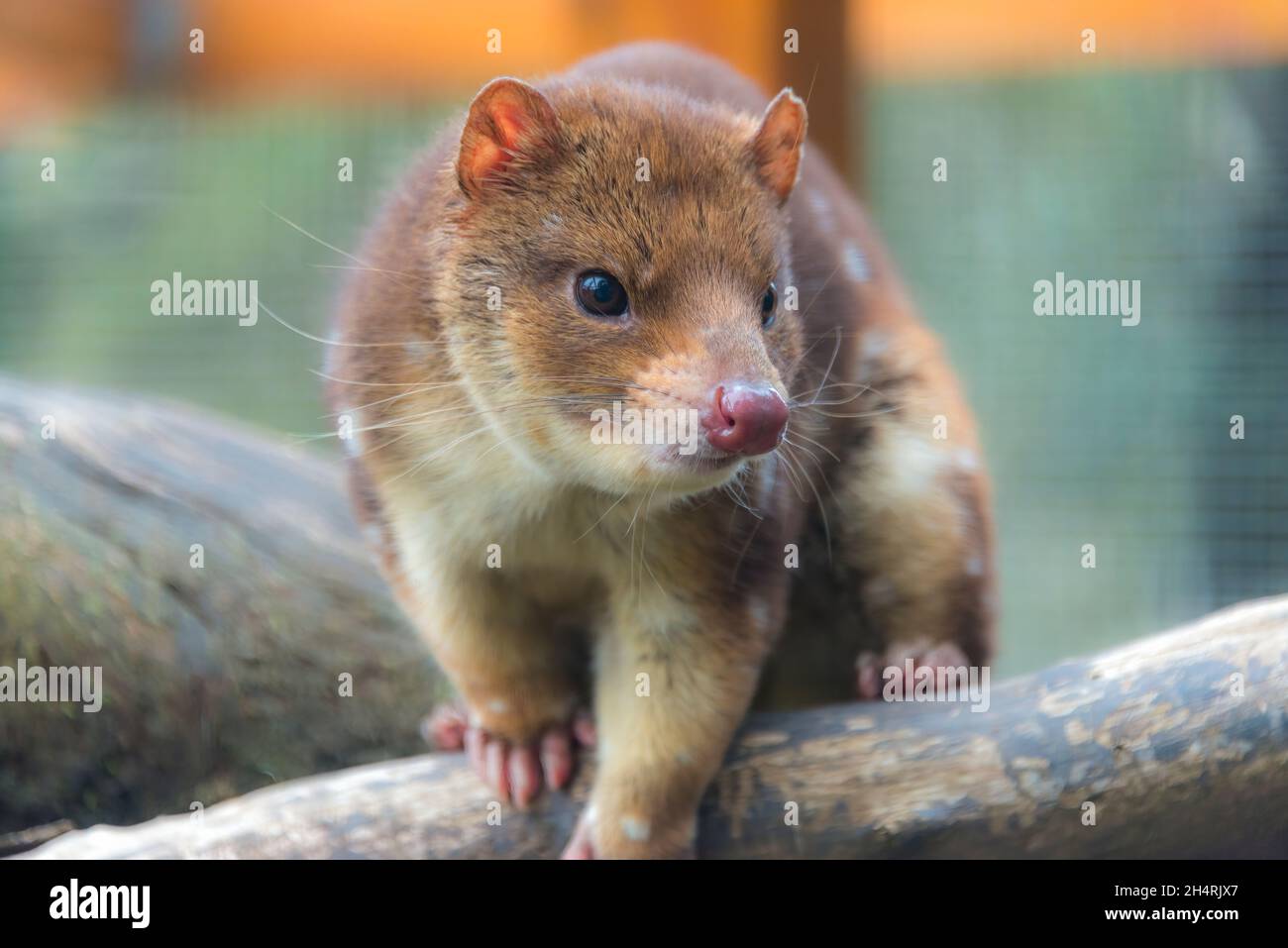 Gefleckte Schwanzquoll- oder Tiger-Quoll, Dasyurus maculatus, Cradle Mountain, Tasmanien, Australien Stockfoto