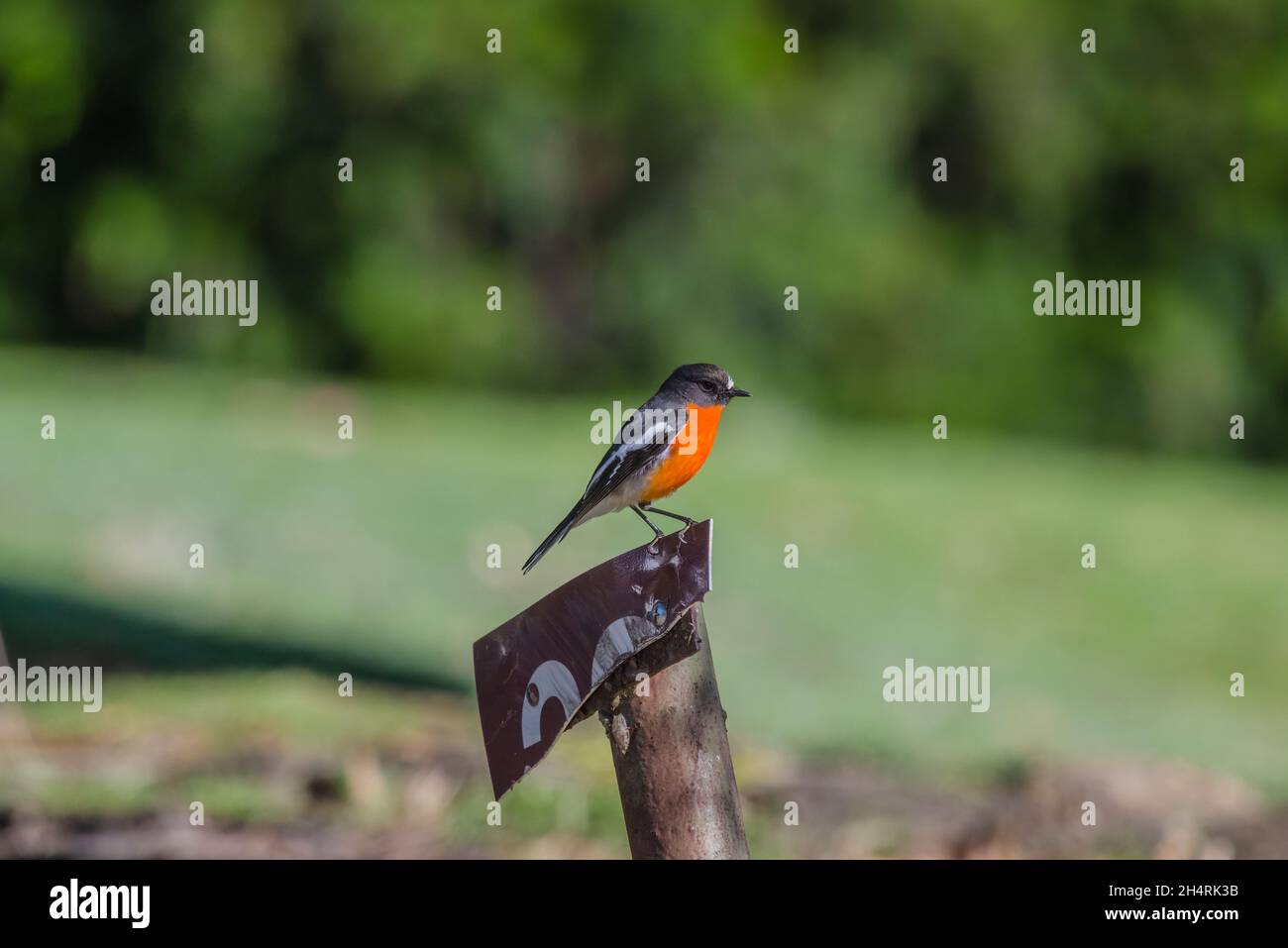 Flame Robin auf Schild, Tasmanien Stockfoto
