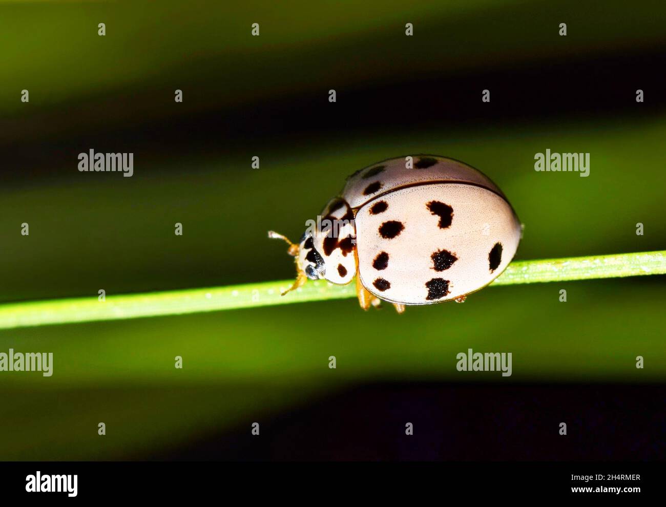 Ashy Grey Lady Beetle (Olla V-Nigrum) auf einer Kiefernnadel in der Nacht in Houston, TX. Arten, die in Mittel-, Nordamerika und Ozeanien beheimatet sind. Stockfoto