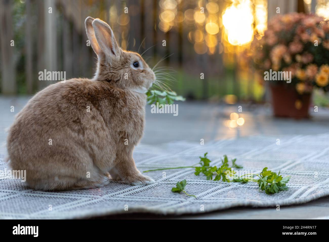 Rufus Kaninchen im Herbst Einstellung von Müttern und Kürbissen bei Sonnenuntergang mit schönen goldenen Licht umgeben Stockfoto