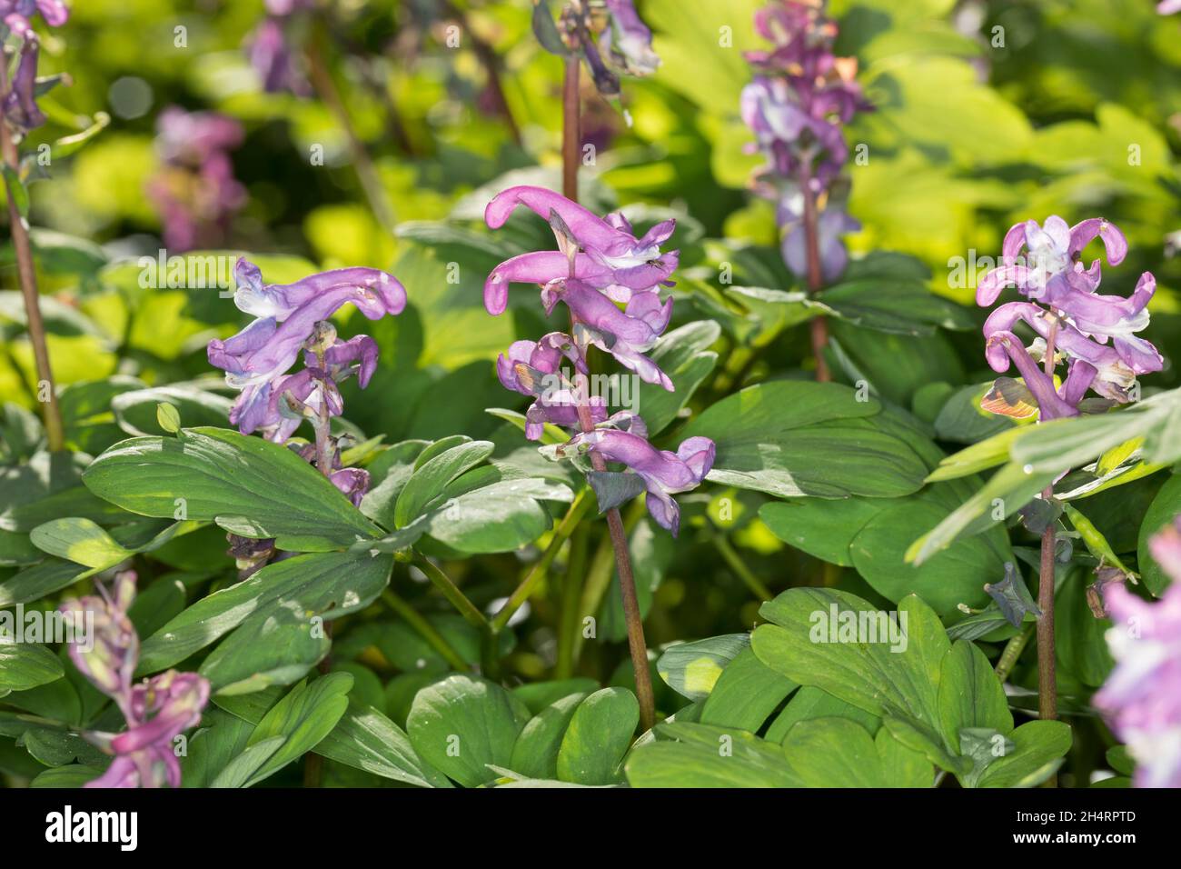 Hohlknolliger Lerchensporn, Hohler Lerchensporn, Corydalis Cava, Corydalis Bulbosa, bauchige Corydalis, Hollowroot, Corydale La Creuse, Corydale À Rohr Stockfoto