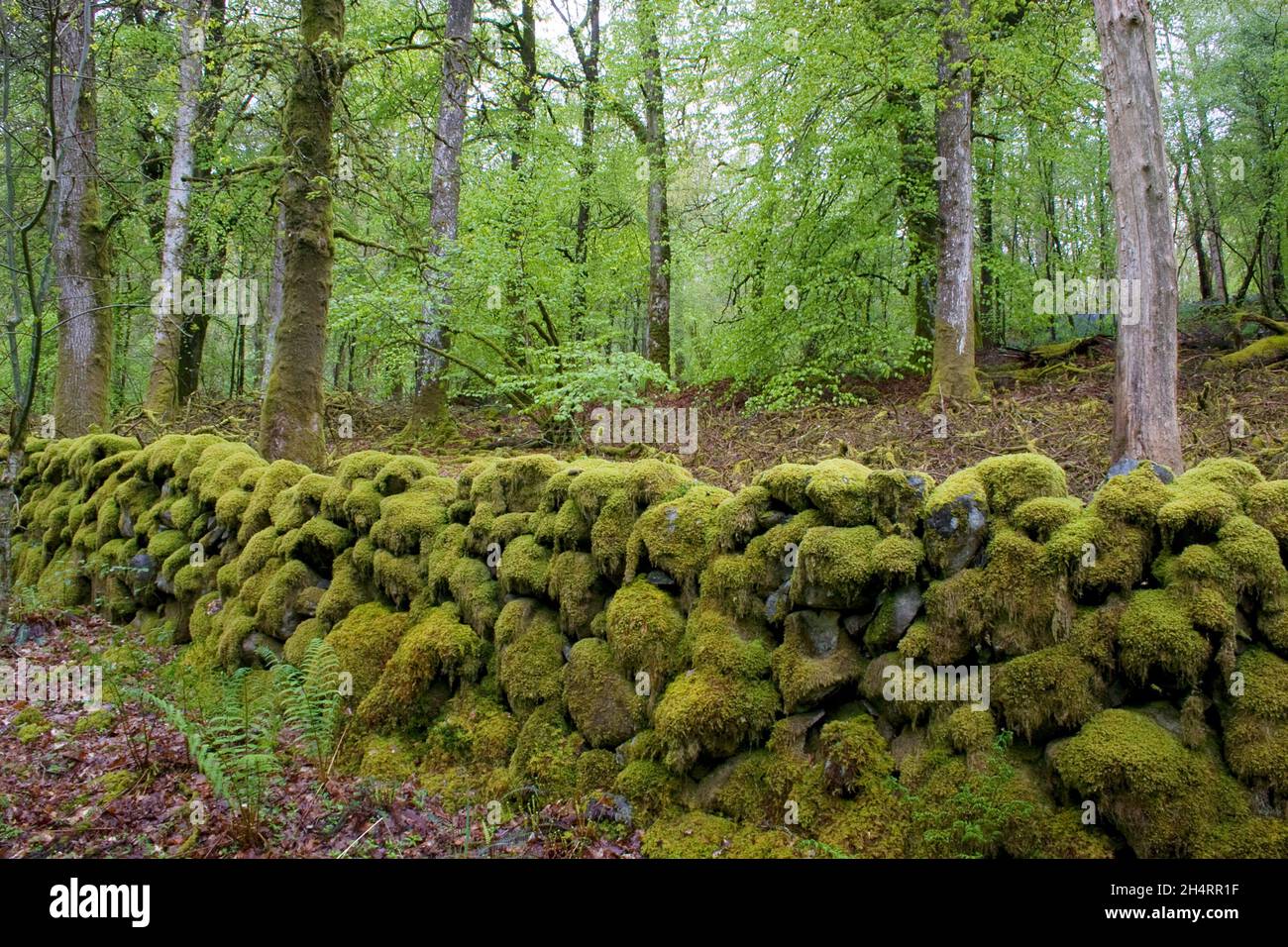 Alte moosbedeckte Trockensteinmauer auf dem Anwesen Gairloch, Dumfries & Galloway, Schottland Stockfoto