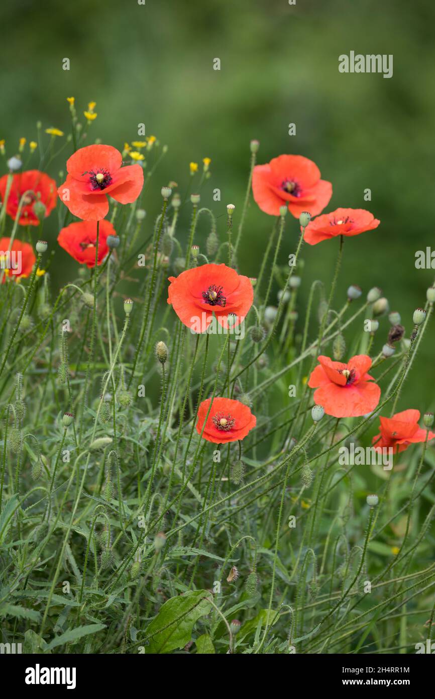 Klatsch-Mohn, Klatschmohn, Mohnblume, Klatschrose, Mohn, Papaver-Rhoeas, Maismohnblume, Feldmohnblume, gemeiner Mohnblume, Mohnblume, Maisrose, Flandern-Mohn, rot Stockfoto