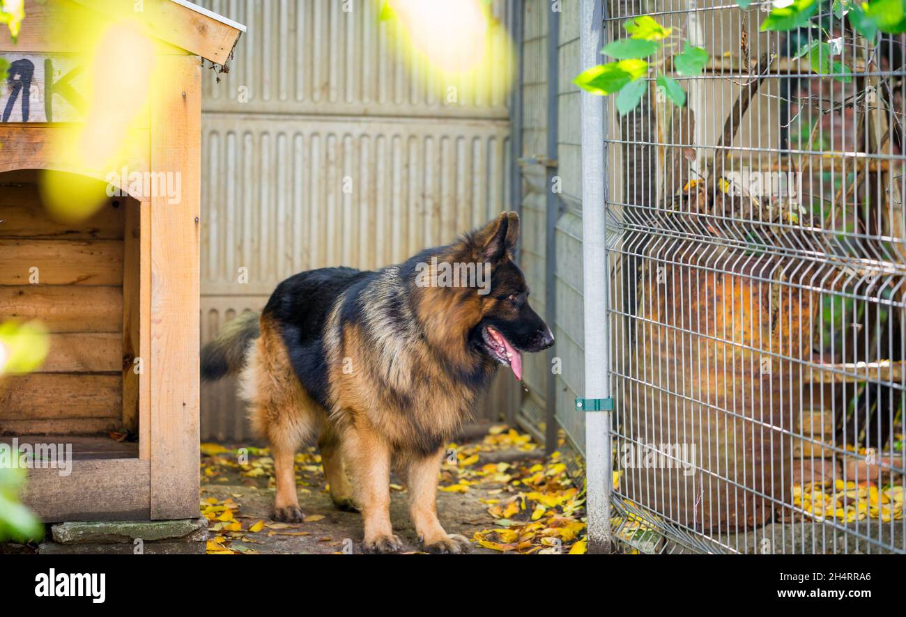 Herbst in der Villa eines Schäferhundes Ajax Stockfoto