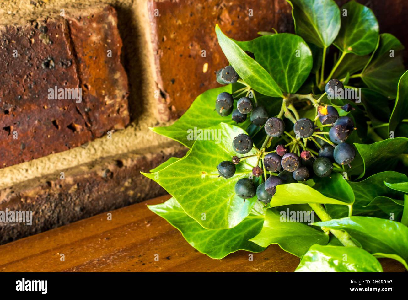 Ein Efeu-Zweig mit bläulich schwarzen Beeren auf einem Holztisch vor Backstein-Hintergrund Stockfoto Ein Efeu-Zweig mit bläulich schwarzen Beeren auf einem Holztisch vor Backstein-Hintergrund Stockfoto