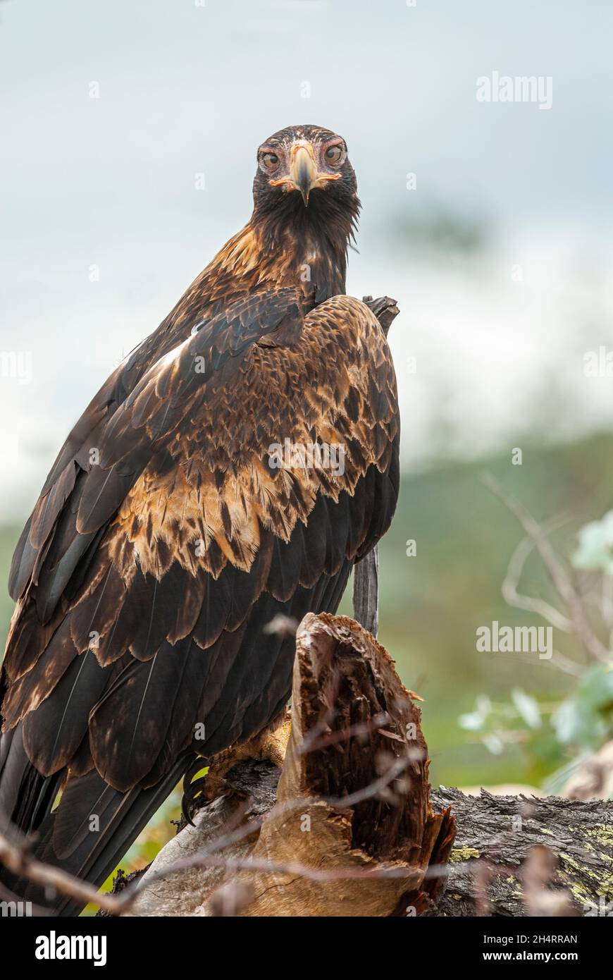 Australischer Keilschwanzadler am Straßenrand im Norden von Queensland, Australien Stockfoto