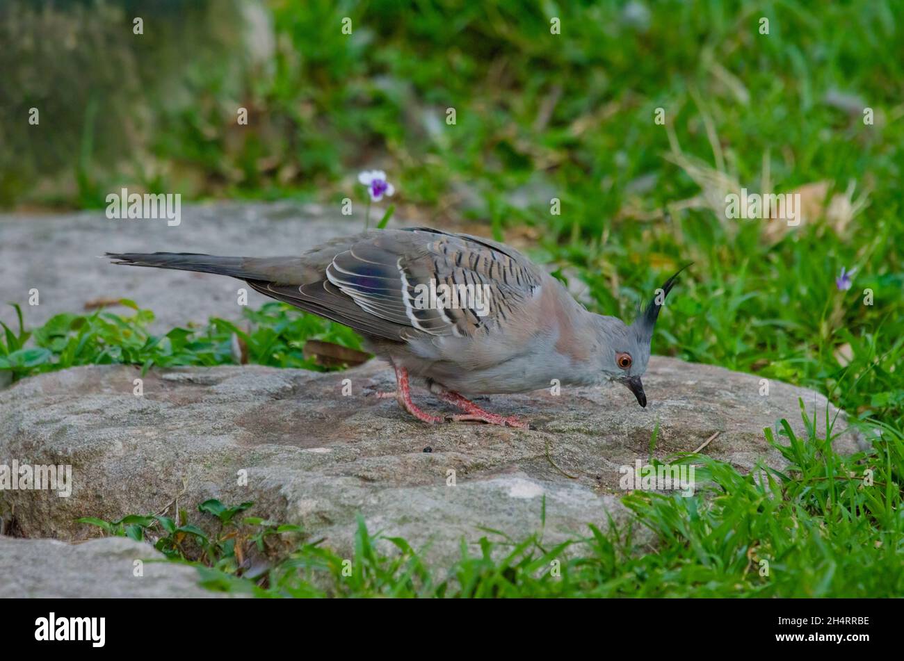 Haubentaube Ocyphaps lophotes Brisbane, Australien Stockfoto